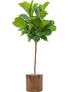 {{productViewItem.photos[photoViewList.activeNavIndex].Alt || productViewItem.photos[photoViewList.activeNavIndex].Description || 'Ficus lyrata in Cylinder, 27379'}}