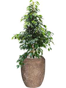 {{productViewItem.photos[photoViewList.activeNavIndex].Alt || productViewItem.photos[photoViewList.activeNavIndex].Description || 'Ficus benjamina &#39;Danielle&#39; in Baq Polystone Coated Plain'}}