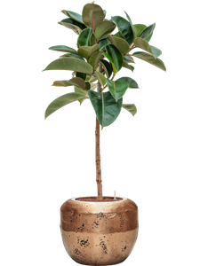 {{productViewItem.photos[photoViewList.activeNavIndex].Alt || productViewItem.photos[photoViewList.activeNavIndex].Description || 'Ficus elastica &#39;Robusta&#39; in Baq Opus Raw, 27450'}}