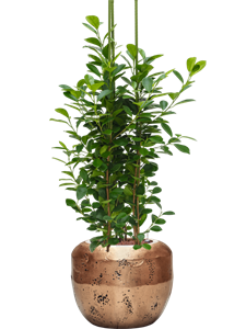 {{productViewItem.photos[photoViewList.activeNavIndex].Alt || productViewItem.photos[photoViewList.activeNavIndex].Description || 'Ficus microcarpa &#39;Moclame&#39; in Baq Opus Raw'}}