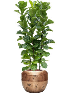 {{productViewItem.photos[photoViewList.activeNavIndex].Alt || productViewItem.photos[photoViewList.activeNavIndex].Description || 'Ficus lyrata &#39;Bambino&#39; in Baq Opus Raw, 27454'}}