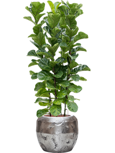 {{productViewItem.photos[photoViewList.activeNavIndex].Alt || productViewItem.photos[photoViewList.activeNavIndex].Description || 'Ficus lyrata &#39;Bambino&#39; in Baq Opus Raw, 27459'}}