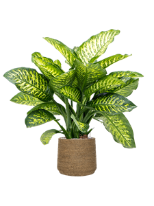 {{productViewItem.photos[photoViewList.activeNavIndex].Alt || productViewItem.photos[photoViewList.activeNavIndex].Description || 'Dieffenbachia seguine &#39;Maroba&#39; in Bohemian, 27471'}}