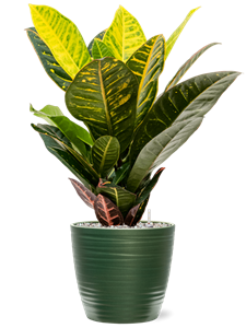 {{productViewItem.photos[photoViewList.activeNavIndex].Alt || productViewItem.photos[photoViewList.activeNavIndex].Description || 'Croton (Codiaeum) variegatum &#39;Petra&#39; in Groove, 27475'}}