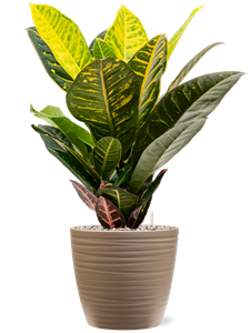 {{productViewItem.photos[photoViewList.activeNavIndex].Alt || productViewItem.photos[photoViewList.activeNavIndex].Description || 'Croton (Codiaeum) variegatum &#39;Petra&#39; in Groove, 27476'}}