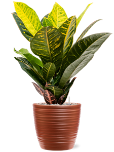 {{productViewItem.photos[photoViewList.activeNavIndex].Alt || productViewItem.photos[photoViewList.activeNavIndex].Description || 'Croton (Codiaeum) variegatum &#39;Petra&#39; in Groove, 27477'}}