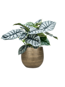 {{productViewItem.photos[photoViewList.activeNavIndex].Alt || productViewItem.photos[photoViewList.activeNavIndex].Description || 'Alocasia &#39;Silver Dragon&#39; in Ryan'}}