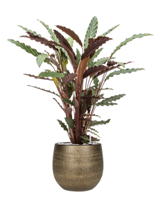 {{productViewItem.photos[photoViewList.activeNavIndex].Alt || productViewItem.photos[photoViewList.activeNavIndex].Description || 'Calathea rufibarba &#39;Wavestar&#39; in Ryan'}}