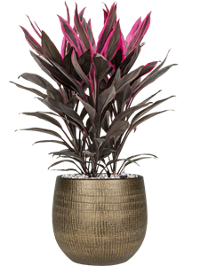 {{productViewItem.photos[photoViewList.activeNavIndex].Alt || productViewItem.photos[photoViewList.activeNavIndex].Description || 'Cordyline fruticosa &#39;Tango&#39; in Ryan, 27528'}}