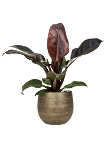 {{productViewItem.photos[photoViewList.activeNavIndex].Alt || productViewItem.photos[photoViewList.activeNavIndex].Description || 'Philodendron `Imperial Red&#39; in Ryan, 27530'}}