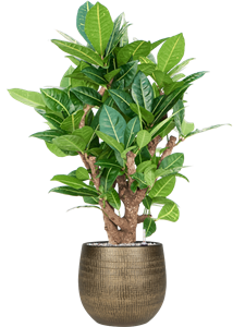 {{productViewItem.photos[photoViewList.activeNavIndex].Alt || productViewItem.photos[photoViewList.activeNavIndex].Description || 'Croton (Codiaeum) variegatum &#39;Petra&#39; in Ryan'}}