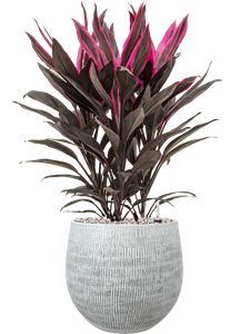 {{productViewItem.photos[photoViewList.activeNavIndex].Alt || productViewItem.photos[photoViewList.activeNavIndex].Description || 'Cordyline fruticosa &#39;Tango&#39; in Ryan, 27546'}}