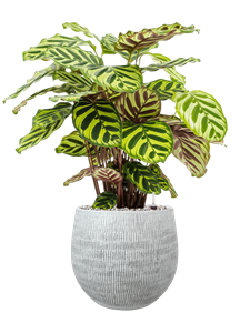 {{productViewItem.photos[photoViewList.activeNavIndex].Alt || productViewItem.photos[photoViewList.activeNavIndex].Description || 'Calathea makoyana in Ryan'}}