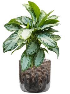 {{productViewItem.photos[photoViewList.activeNavIndex].Alt || productViewItem.photos[photoViewList.activeNavIndex].Description || 'Aglaonema &#39;Silver Bay&#39; in Baq Luxe Lite Universe Comet'}}