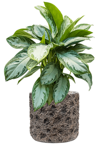 {{productViewItem.photos[photoViewList.activeNavIndex].Alt || productViewItem.photos[photoViewList.activeNavIndex].Description || 'Aglaonema &#39;Silver Bay&#39; in Baq Luxe Lite Universe Moon'}}