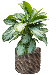 {{productViewItem.photos[photoViewList.activeNavIndex].Alt || productViewItem.photos[photoViewList.activeNavIndex].Description || 'Aglaonema &#39;Silver Bay&#39; in Baq Luxe Lite Universe Wave'}}