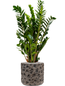 {{productViewItem.photos[photoViewList.activeNavIndex].Alt || productViewItem.photos[photoViewList.activeNavIndex].Description || 'Zamioculcas zamiifolia in Baq Luxe Lite Universe Moon'}}