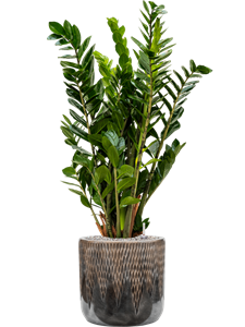 {{productViewItem.photos[photoViewList.activeNavIndex].Alt || productViewItem.photos[photoViewList.activeNavIndex].Description || 'Zamioculcas zamiifolia in Baq Luxe Lite Universe Comet'}}