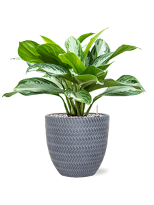 {{productViewItem.photos[photoViewList.activeNavIndex].Alt || productViewItem.photos[photoViewList.activeNavIndex].Description || 'Aglaonema &#39;Silver Bay&#39; in Baq Angle, 27831'}}