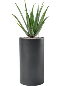 {{productViewItem.photos[photoViewList.activeNavIndex].Alt || productViewItem.photos[photoViewList.activeNavIndex].Description || 'Aloe vera barbadensis in Baq Basic'}}