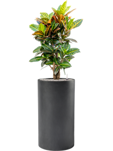 {{productViewItem.photos[photoViewList.activeNavIndex].Alt || productViewItem.photos[photoViewList.activeNavIndex].Description || 'Croton (Codiaeum) variegatum &#39;Petra&#39; in Baq Basic'}}