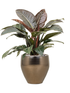 {{productViewItem.photos[photoViewList.activeNavIndex].Alt || productViewItem.photos[photoViewList.activeNavIndex].Description || 'Philodendron `Imperial Red&#39; in Amora'}}