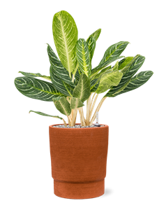 {{productViewItem.photos[photoViewList.activeNavIndex].Alt || productViewItem.photos[photoViewList.activeNavIndex].Description || 'Aglaonema &#39;Key Lime&#39; in Chao'}}