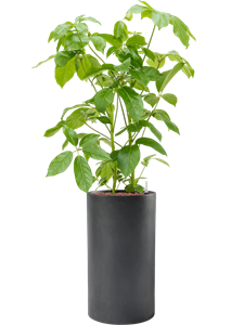 {{productViewItem.photos[photoViewList.activeNavIndex].Alt || productViewItem.photos[photoViewList.activeNavIndex].Description || 'Schefflera actinophylla &#39;Amate&#39; in Baq Basic, 27856'}}