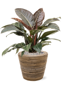 {{productViewItem.photos[photoViewList.activeNavIndex].Alt || productViewItem.photos[photoViewList.activeNavIndex].Description || 'Philodendron `Imperial Red&#39; in Drypot Rattan Stripe'}}