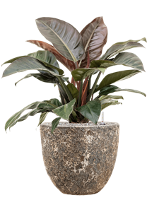 {{productViewItem.photos[photoViewList.activeNavIndex].Alt || productViewItem.photos[photoViewList.activeNavIndex].Description || 'Philodendron `Imperial Red&#39; in Baq Lava, 27888'}}