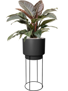 {{productViewItem.photos[photoViewList.activeNavIndex].Alt || productViewItem.photos[photoViewList.activeNavIndex].Description || 'Philodendron `Imperial Red&#39; in B. For Studio'}}