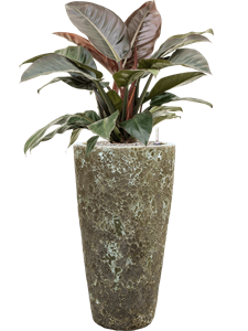 {{productViewItem.photos[photoViewList.activeNavIndex].Alt || productViewItem.photos[photoViewList.activeNavIndex].Description || 'Philodendron `Imperial Red&#39; in Baq Lava, 27900'}}