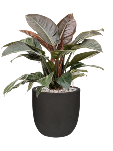 {{productViewItem.photos[photoViewList.activeNavIndex].Alt || productViewItem.photos[photoViewList.activeNavIndex].Description || 'Philodendron `Imperial Red&#39; in Capi Urban Smooth NL'}}