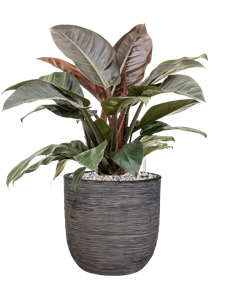 {{productViewItem.photos[photoViewList.activeNavIndex].Alt || productViewItem.photos[photoViewList.activeNavIndex].Description || 'Philodendron `Imperial Red&#39; in Capi Nature Rib NL, 27920'}}