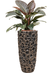 {{productViewItem.photos[photoViewList.activeNavIndex].Alt || productViewItem.photos[photoViewList.activeNavIndex].Description || 'Philodendron `Imperial Red&#39; in Baq Luxe Lite Universe Moon, 27921'}}