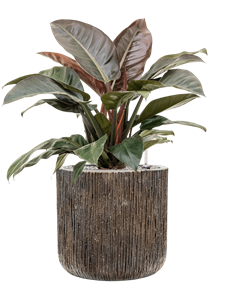 {{productViewItem.photos[photoViewList.activeNavIndex].Alt || productViewItem.photos[photoViewList.activeNavIndex].Description || 'Philodendron `Imperial Red&#39; in Baq Luxe Lite Universe Waterf'}}