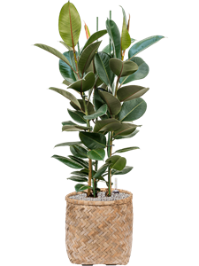 {{productViewItem.photos[photoViewList.activeNavIndex].Alt || productViewItem.photos[photoViewList.activeNavIndex].Description || 'Ficus elastica &#39;Robusta&#39; in Bohemian'}}