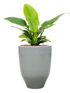 {{productViewItem.photos[photoViewList.activeNavIndex].Alt || productViewItem.photos[photoViewList.activeNavIndex].Description || 'Philodendron &#39;Imperial Green&#39; in One and Only'}}