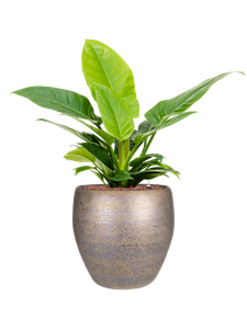 {{productViewItem.photos[photoViewList.activeNavIndex].Alt || productViewItem.photos[photoViewList.activeNavIndex].Description || 'Philodendron &#39;Imperial Green&#39; in Amora'}}