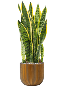 {{productViewItem.photos[photoViewList.activeNavIndex].Alt || productViewItem.photos[photoViewList.activeNavIndex].Description || 'Sansevieria trifasciata &#39;Laurentii&#39; in Capi Nature Groove'}}