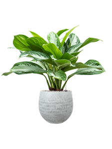 {{productViewItem.photos[photoViewList.activeNavIndex].Alt || productViewItem.photos[photoViewList.activeNavIndex].Description || 'Aglaonema &#39;Silver Bay&#39; in Ryan'}}