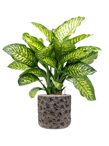 {{productViewItem.photos[photoViewList.activeNavIndex].Alt || productViewItem.photos[photoViewList.activeNavIndex].Description || 'Dieffenbachia seguine &#39;Maroba&#39; in Baq Luxe Lite Moon'}}