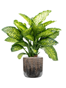 {{productViewItem.photos[photoViewList.activeNavIndex].Alt || productViewItem.photos[photoViewList.activeNavIndex].Description || 'Dieffenbachia seguine &#39;Maroba&#39; in Baq Luxe Lite Comet'}}