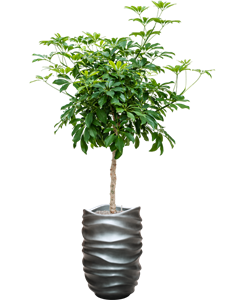 {{productViewItem.photos[photoViewList.activeNavIndex].Alt || productViewItem.photos[photoViewList.activeNavIndex].Description || 'Schefflera arboricola &#39;Compacta&#39; in Baq Gradient Lee'}}