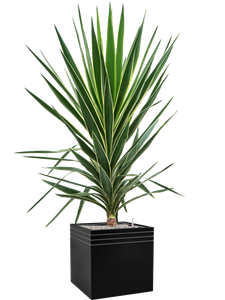 {{productViewItem.photos[photoViewList.activeNavIndex].Alt || productViewItem.photos[photoViewList.activeNavIndex].Description || 'Yucca elephantipes &#39;Puck&#39; in Baq Line-Up'}}