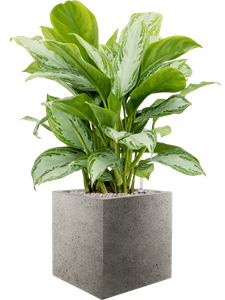 {{productViewItem.photos[photoViewList.activeNavIndex].Alt || productViewItem.photos[photoViewList.activeNavIndex].Description || 'Aglaonema &#39;Silver Bay&#39; in Grigio, 28256'}}