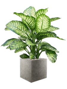 {{productViewItem.photos[photoViewList.activeNavIndex].Alt || productViewItem.photos[photoViewList.activeNavIndex].Description || 'Dieffenbachia seguine &#39;Maroba&#39; in Grigio, 28257'}}