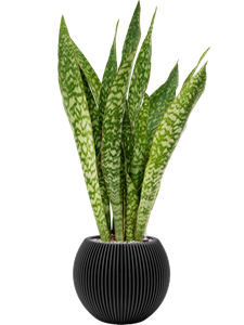 {{productViewItem.photos[photoViewList.activeNavIndex].Alt || productViewItem.photos[photoViewList.activeNavIndex].Description || 'Sansevieria masoniana &#39;Dragon&#39; in Capi Nature Groove'}}