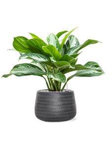 {{productViewItem.photos[photoViewList.activeNavIndex].Alt || productViewItem.photos[photoViewList.activeNavIndex].Description || 'Aglaonema &#39;Silver Bay&#39; in Baq Angle, 28827'}}