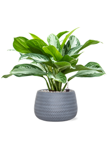 {{productViewItem.photos[photoViewList.activeNavIndex].Alt || productViewItem.photos[photoViewList.activeNavIndex].Description || 'Aglaonema &#39;Silver Bay&#39; in Baq Angle, 28828'}}